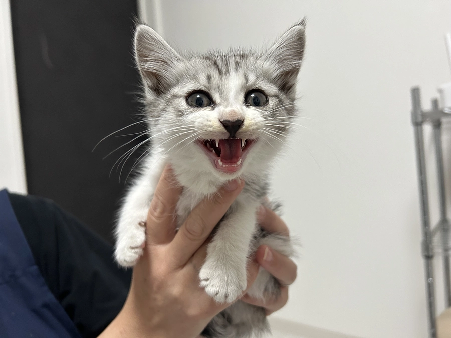 引き続き活動してまいります！