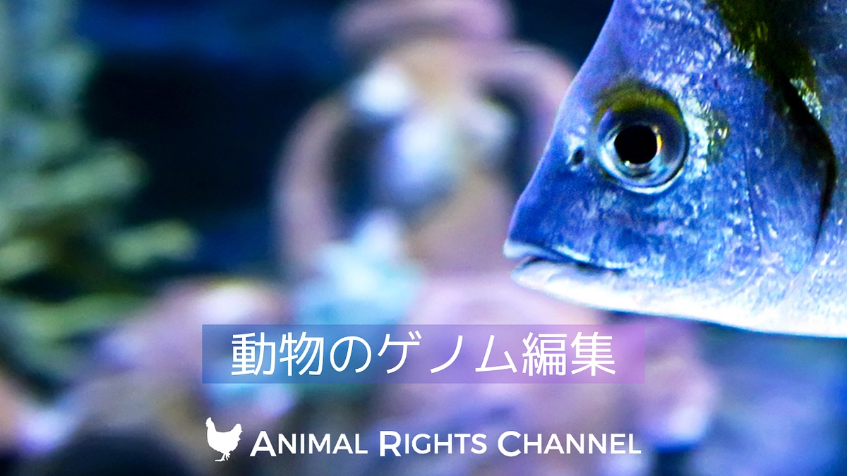 今夜！アニマルライツチャンネルVOL53[動物のゲノム編集]