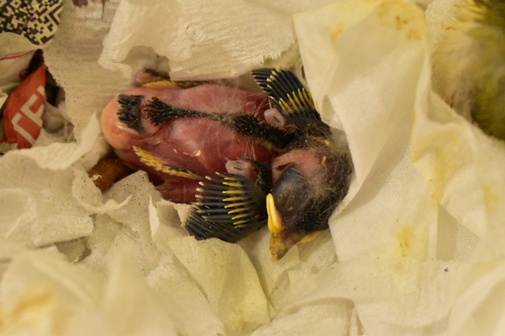 【保護情報と訃報】2羽のシジュウカラとメジロの雛