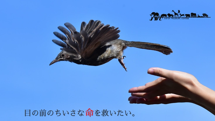 まず足元の命から。リハビリケージを拡充し、多くの野生動物を救いたい