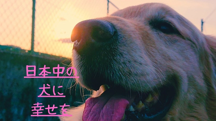 あなたの愛犬と保護犬・猫を同時に幸せにできる方法があります