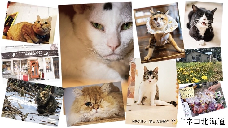 終生飼養施設の取得を目指して〜ツキネコ北海道の挑戦〜