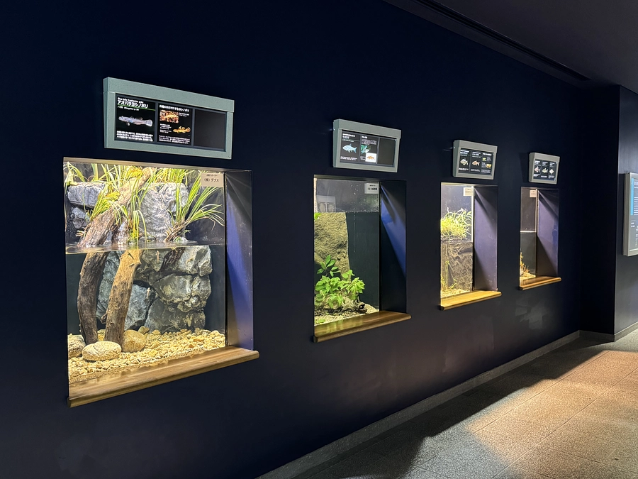 アクリル交換していた全水槽の展示再開につきまして