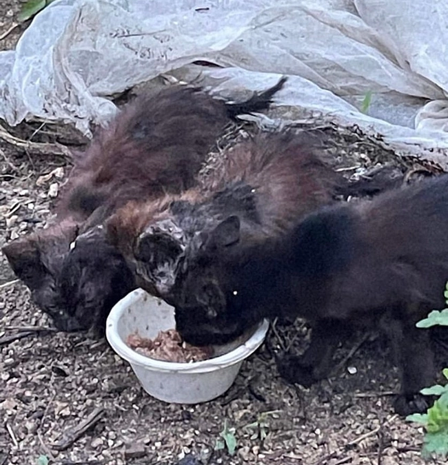保護猫から病院スタッフに❣️癒し担当でございます🐈‍⬛