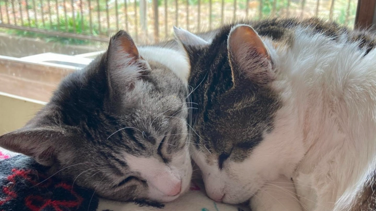 家族のいない保護犬猫のために、幸せを繋ぐ保護場所を作りたい