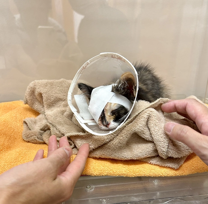 【第二目標のファーストステップまであと13万円！】三毛ちゃん無事に緊急手術終わりました❣️