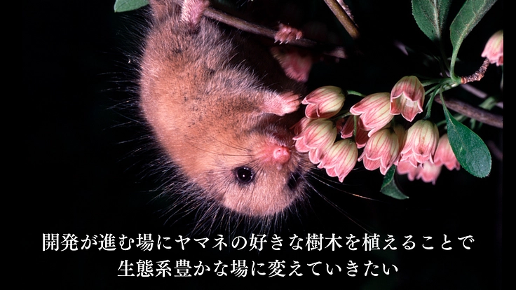 森の宝「ヤマネ」を守る。いきもの達が棲む豊かな未来をみんなで作ろう 8枚目