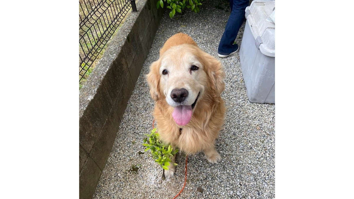 里親見つかりました【拡散・シェア】 ゴールデンレトリバーの飼育放棄。最後まで命に責任をもつ社会へ
