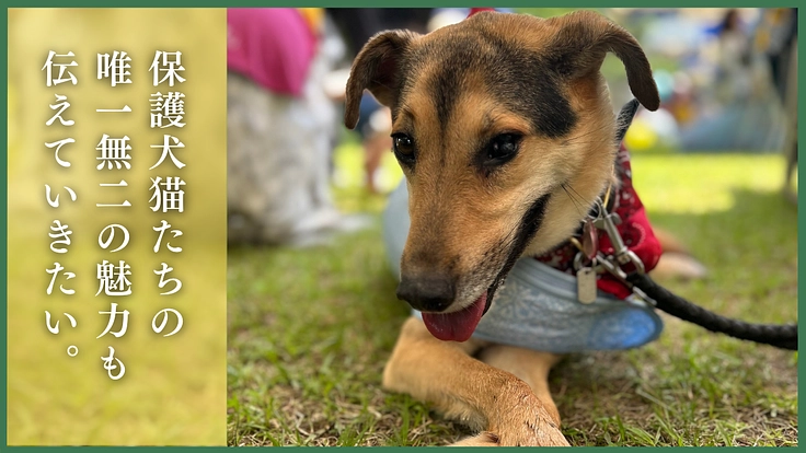 命の格差をなくす。殺処分対象の命を救い続けるため医療費のご支援を 6枚目