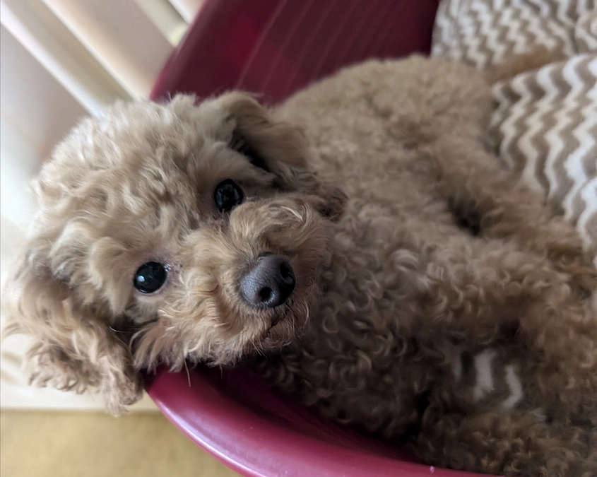 シェルターの活動報告