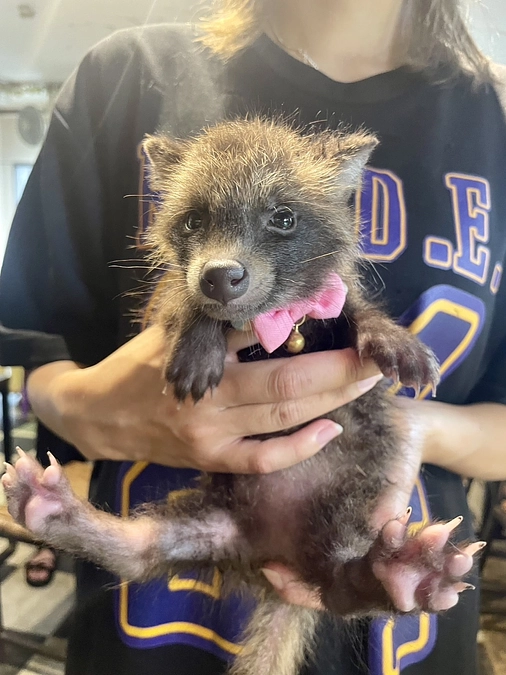 チーム ポン太 里親募集