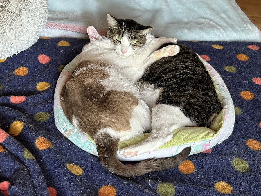 行政からの保護依頼　急増！