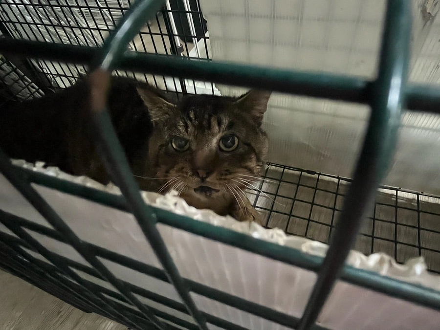 16匹のオペが完了”小樽市多頭飼育崩壊案件＜北海道＞の第一歩、他グループとの連動レスキュー”