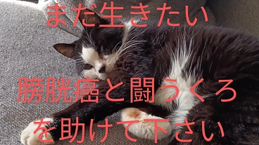 【至急7月手術】くろとまだ一緒に過ごしたいのでご支援お願いします のトップ画像