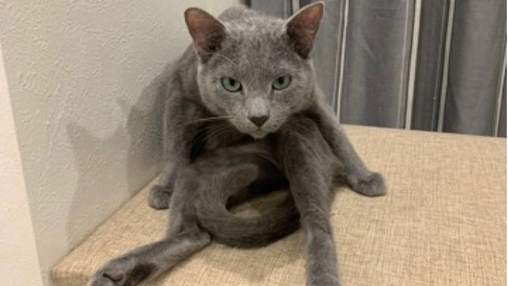 【FIP末期】余命宣告　ココの命を助けてください