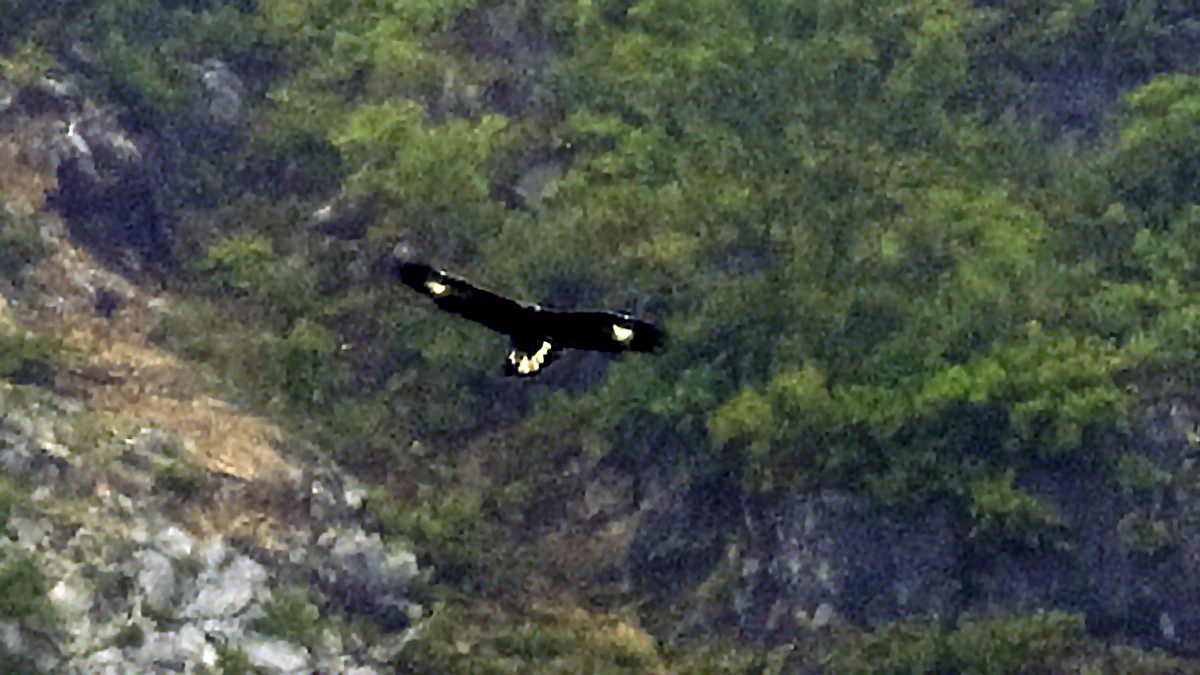 伊吹山のイヌワシ幼鳥「サーナ」2024年6月24日