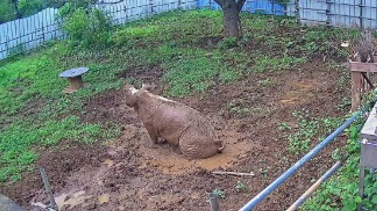 暑い日、サンクチュアリーでは・・・畜産場では・・・