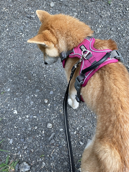 痩せて転んでしまいました