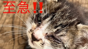 至急！！老人宅で猫の多頭飼育崩壊　未去勢、未避妊20匹以上 のトップ画像