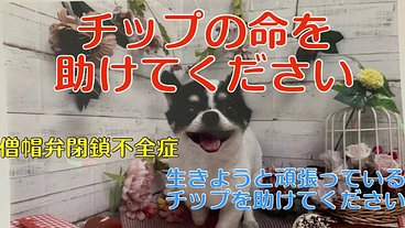僧帽弁閉鎖不全症の愛犬チップを助けてください！ のトップ画像