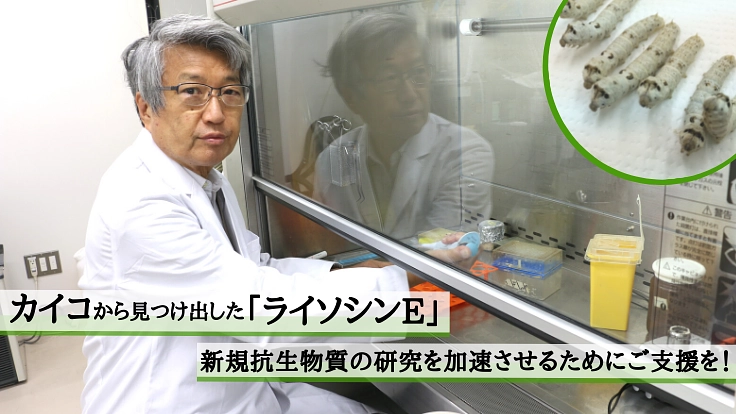 耐性菌と戦う「抗菌薬」の開発|ライソシンEの研究を、次のステップへ