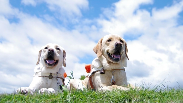 盲導犬の健康を維持するために古くなった電気の供給設備を更新したい