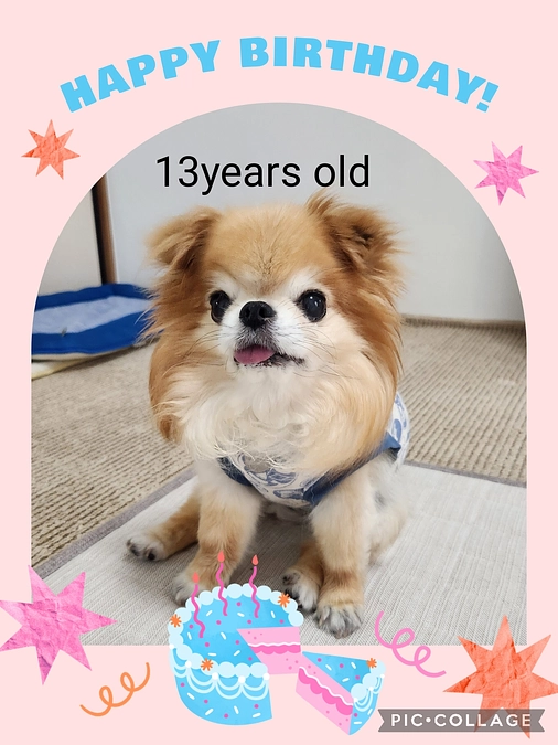 今日は13歳のお誕生日でした。