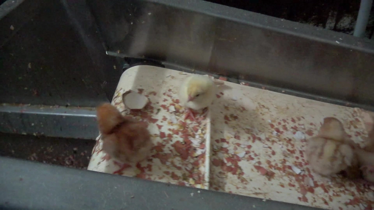 オスの鶏は生後1日目に殺されます