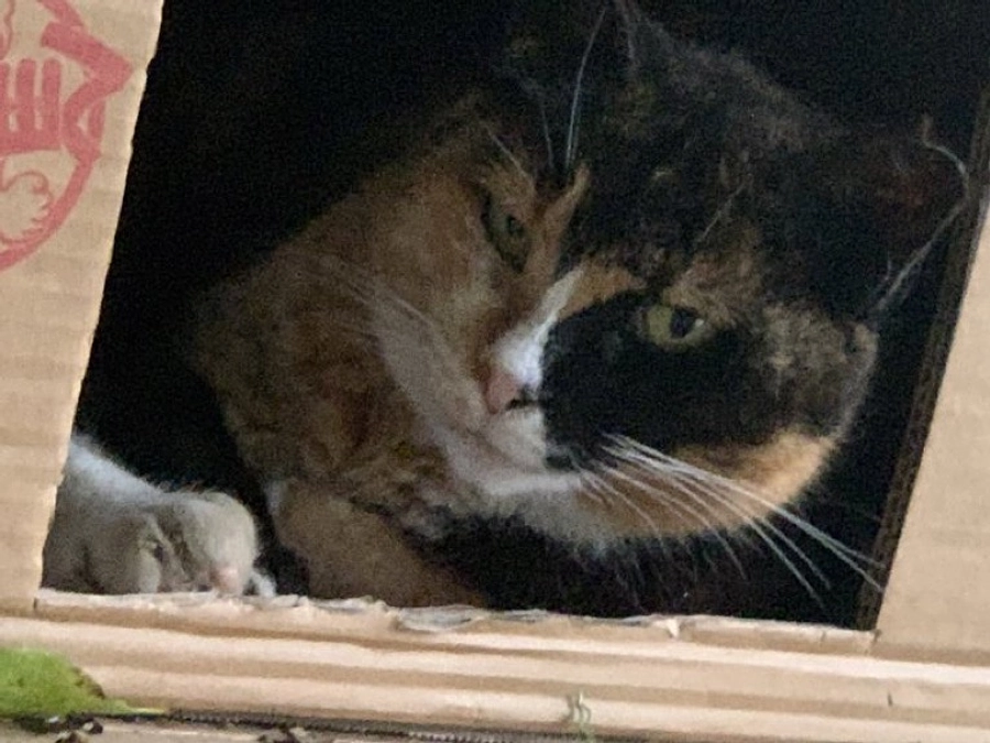 酷暑の中、公園の人気者タヌキが亡くなりました。