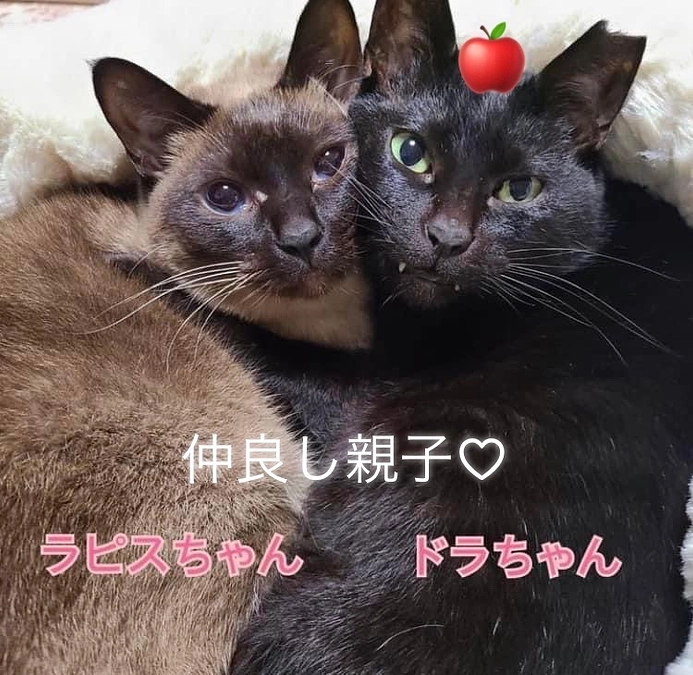 残り【3日】いただいた応援コメントのご紹介③