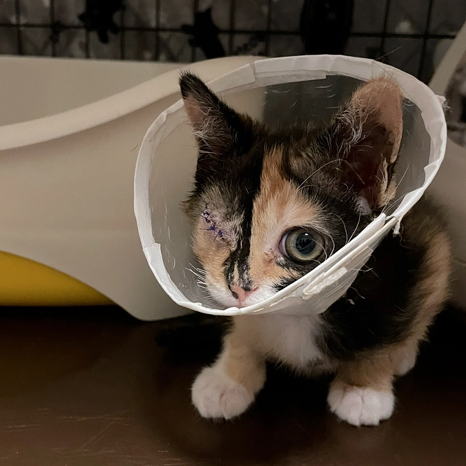 右目の代わりに可愛い左目が倍幸せをこれから見ていく事でしょう♡