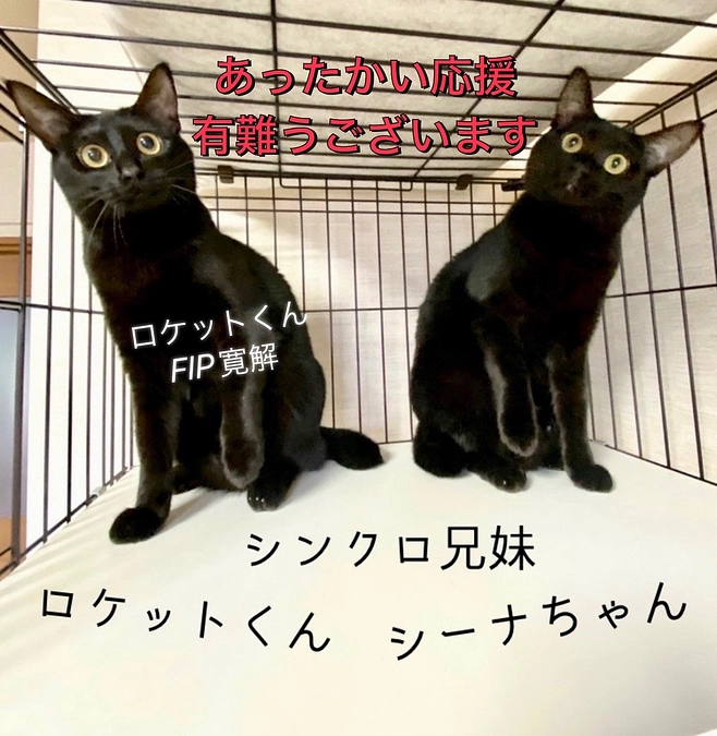残り【2日】いただいた応援コメントのご紹介④