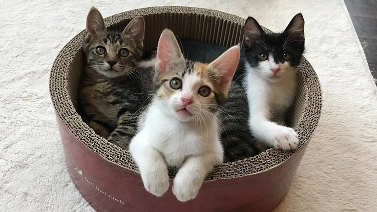 14年間で巣立った猫は415匹、老朽化した保護猫カフェを改装したい