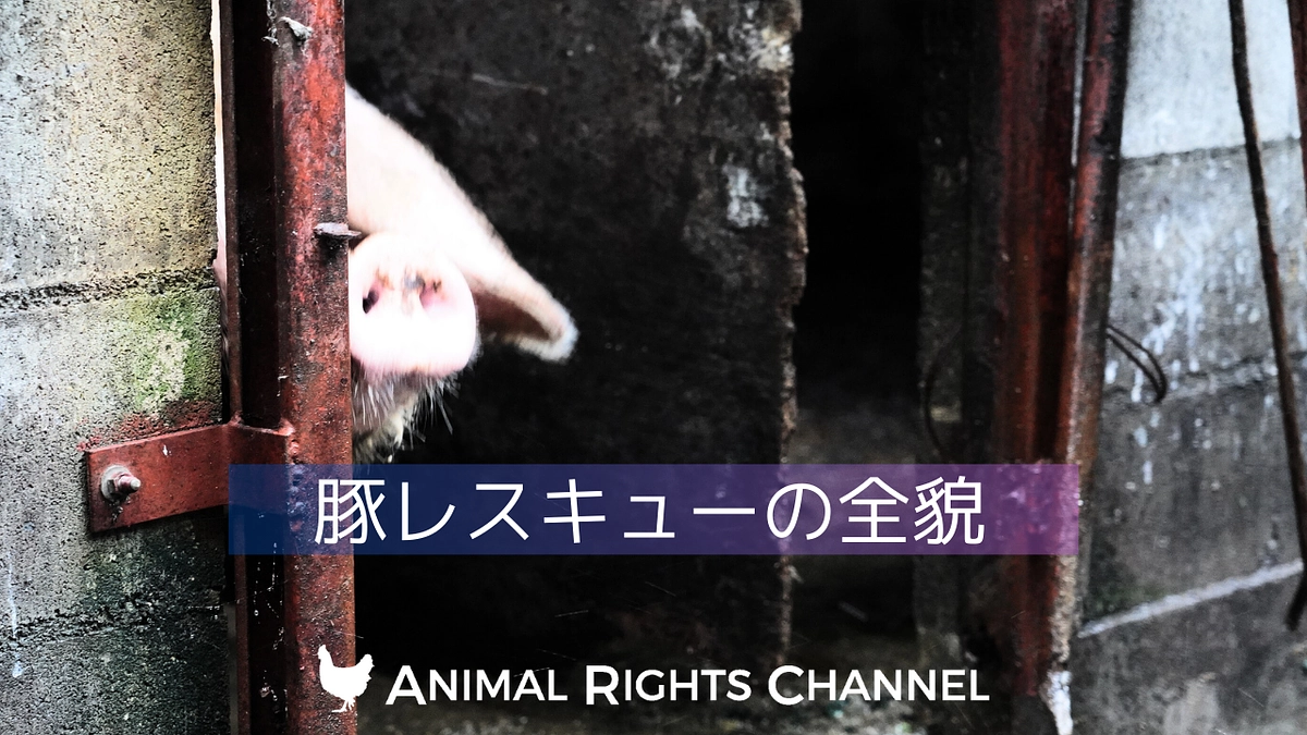 豚たちのレスキュー振り返りました