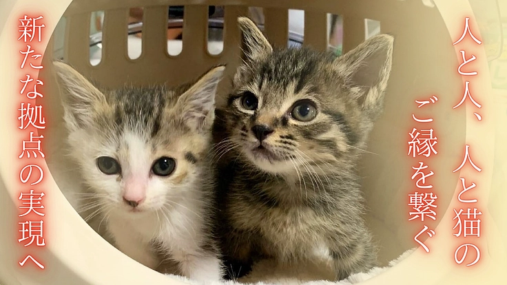 ねこの古都なら|猫と人の温かいご縁を繋ぐ。開放型シェルターの開設へ