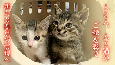 ワクワク🎶ドキドキ💓　ねこまち長屋