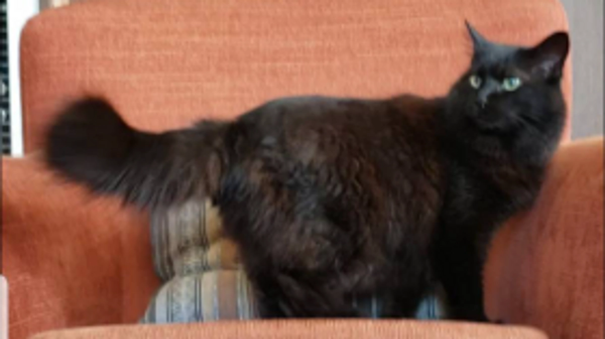 シェルター猫『ふわ』の経過報告