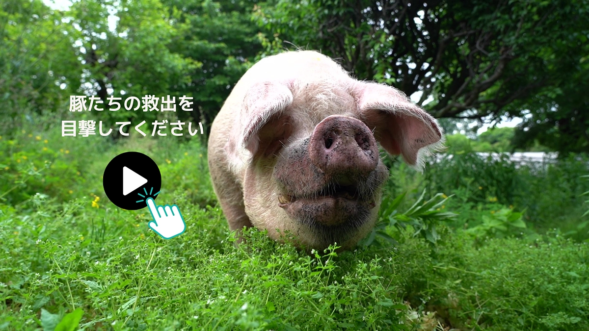 動画：8頭の豚の物語