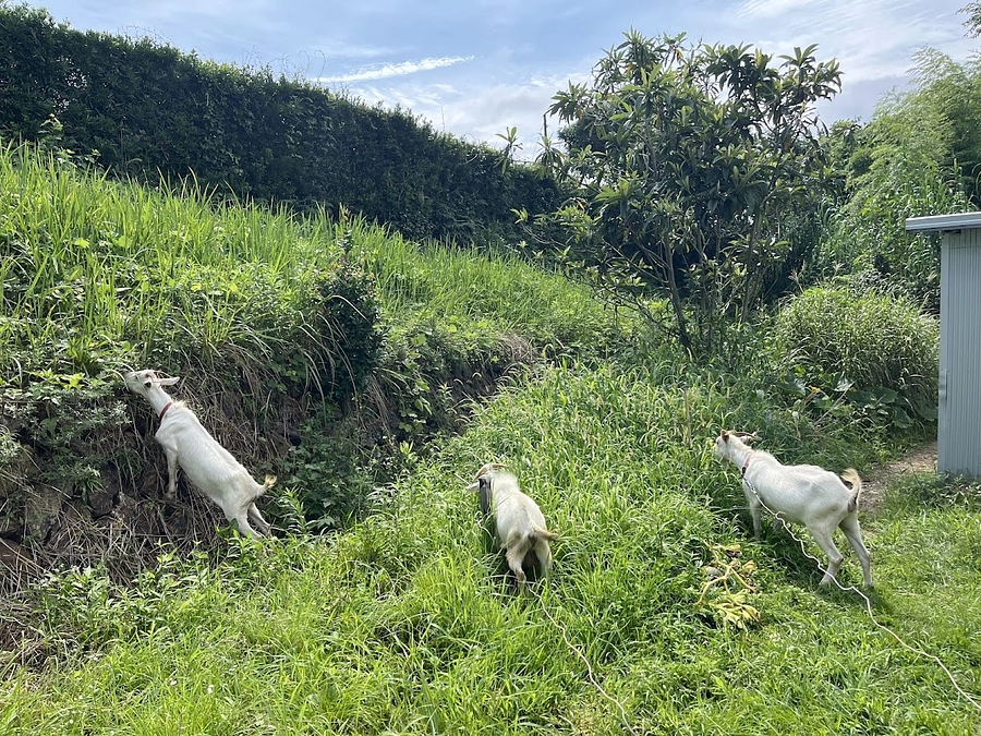 大雨の翌朝の見回り