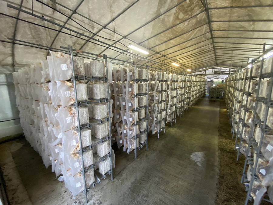 菌床ブロック入荷しました！