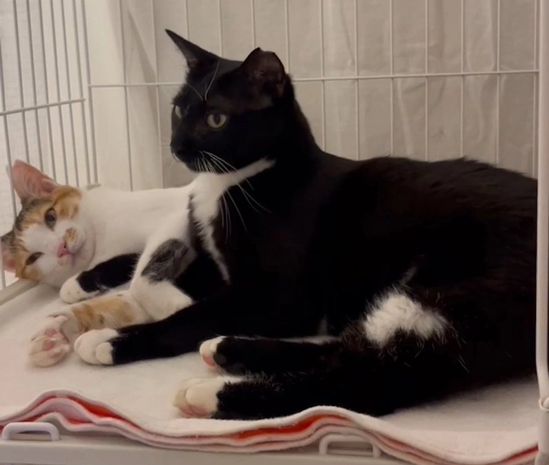 ふうちゃんのトライアル、順調です！