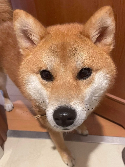 柴犬の迷子の子を保護してます