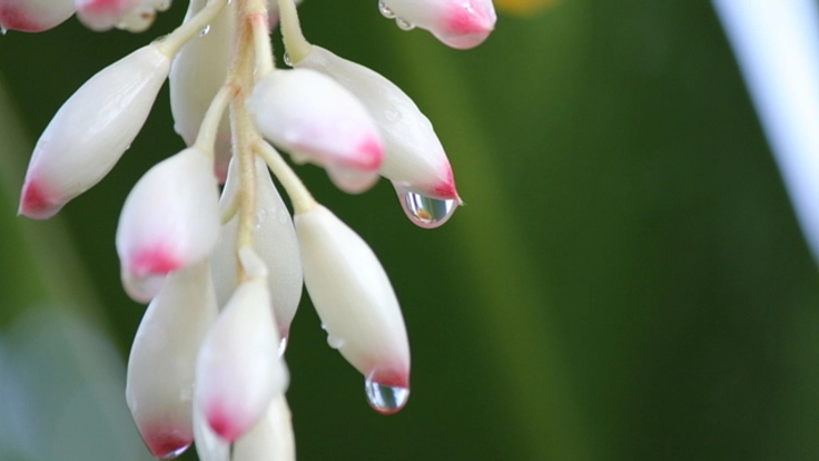 沖縄の月桃（ゲットウ）を贅沢に使ったボタニカル美容液を作りたい