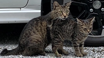 ノラネコが幸せに暮らせる環境を創りたい！保護猫活動をご支援下さい。 のトップ画像