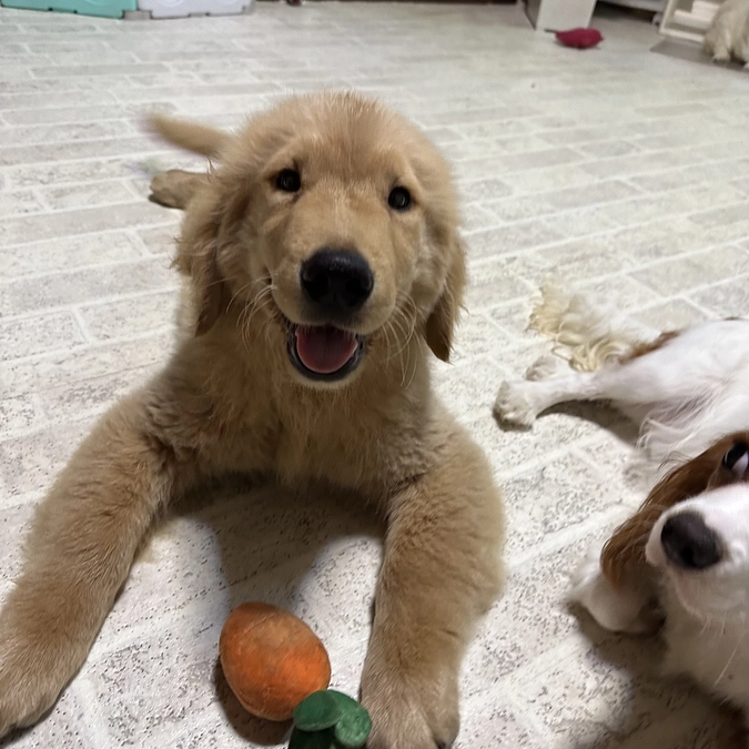 【りゅうのすけ】について