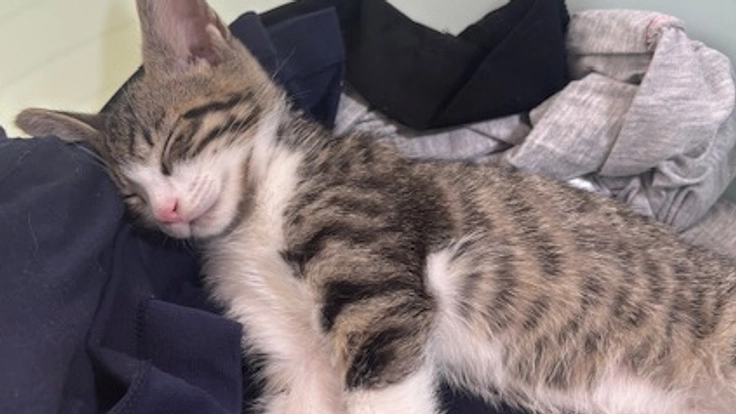 佐伯市に保護猫施設を作りたい!!!