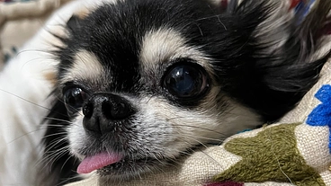 至急『気管虚脱』黒太の手術費用のご支援お願いします。 のトップ画像