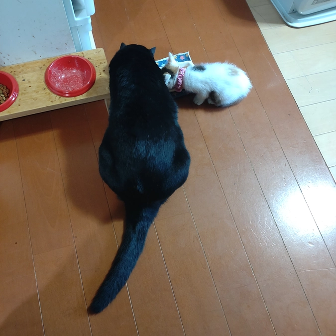 ビク君💕と　チビミケちゃん💕