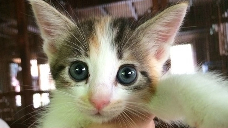 11年目のＮＰＯ法人高齢猫が増え、活動資金のご支援をお願いしたい