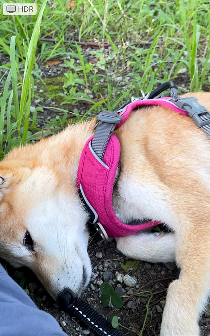 今後の治療法について